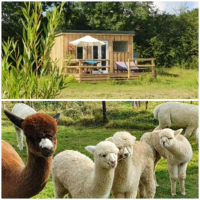 Dartmoor Reach Alpaca Farm Heated Cabins 5 mins drive to Dartmoor